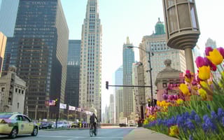 A taxi cab and biker drive along Michigan Avenue in downtown Chicago next to tulips planted next to the road